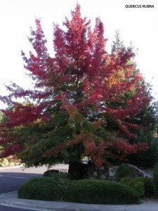 Quercus rubra - fall